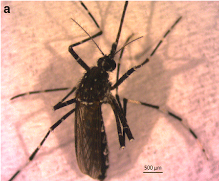 Aedes (Fredwardsius) vittatus